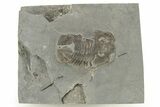 Ptyocephalus Trilobite - Fillmore Formation #269000-1